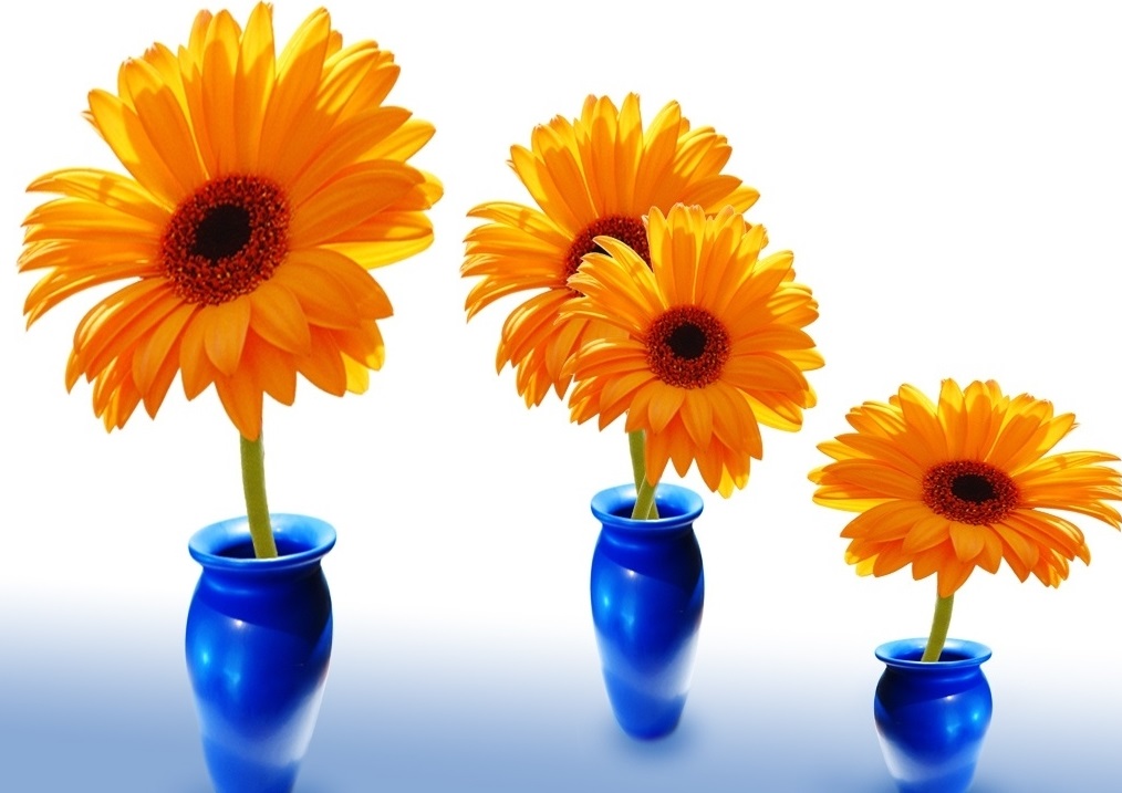 Pomarańczowe gerbery w niebieskich wazonach